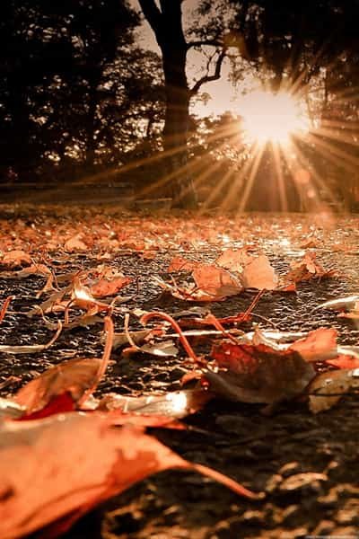 عکس فصل پاییز برای اینستاگرام