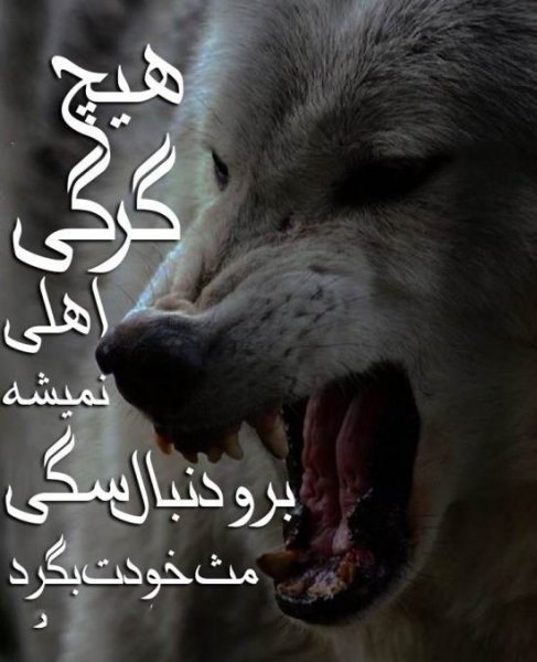 عکس پسرانه لاتی با متن
