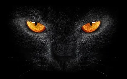  عکس پروفایل پسرانه گربه سیاه