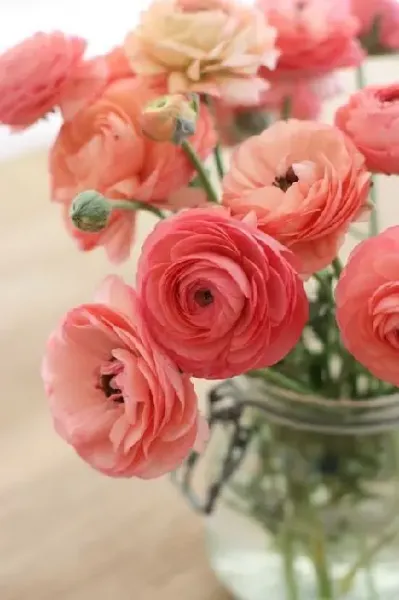 عکس های زیبا گل