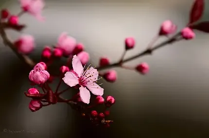  عکس های زیبا گل