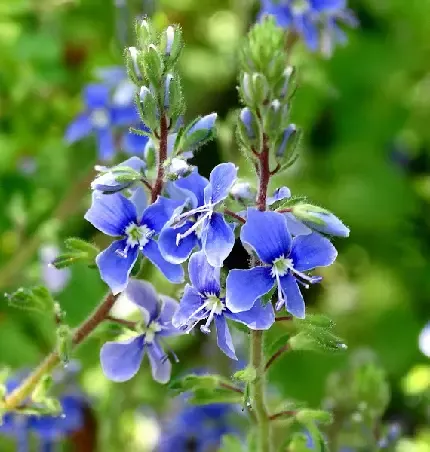  عکس های زیبا گل