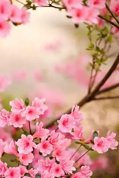  عکس های زیبا گل