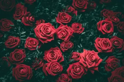  عکس های زیبا گل