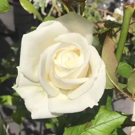  عکس های زیبا گل