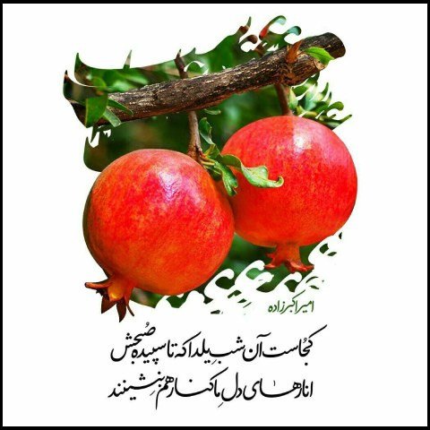  عکس یلدا خاص پروفایل