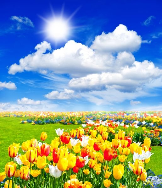  عکس مزرعه گل