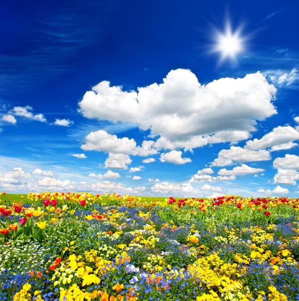  عکس مزرعه گل