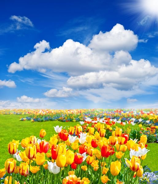  عکس مزرعه گل