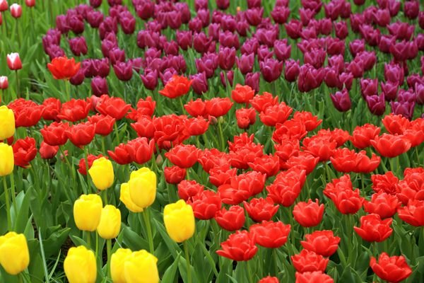  عکس مزرعه گل