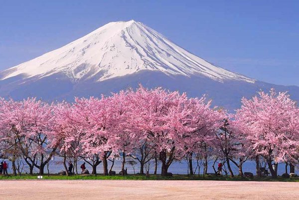  عکس گل های بهشتی