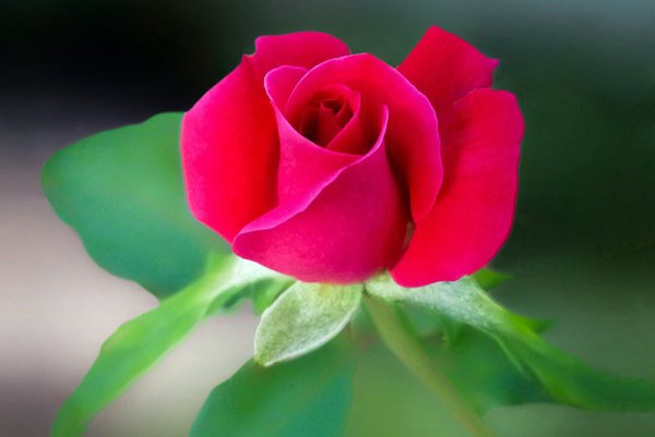  عکس گل های بهشتی