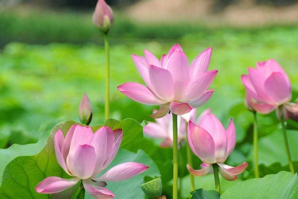  عکس گل های بهشتی