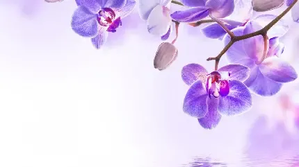 عکس گل های بهشتی برای پروفایل