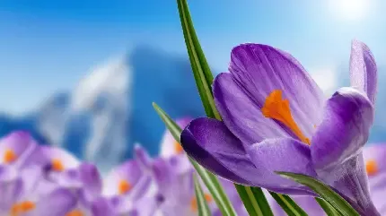  عکس گل های بهشتی برای پروفایل