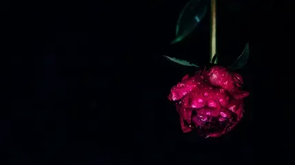  عکس گل های بهشتی برای پروفایل