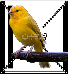  عکس گنجشک در طبیعت