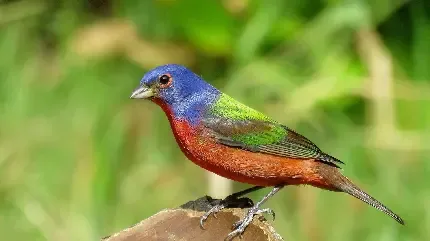  عکس گنجشک برای پروفایل