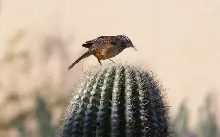  عکس گنجشک برای پروفایل