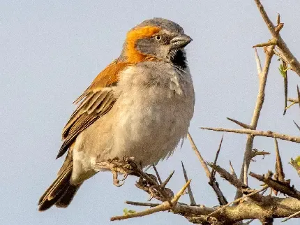  عکس گنجشک برای پروفایل