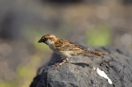  عکس گنجشک عاشق