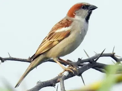  عکس گنجشک عاشق