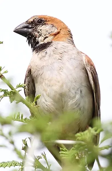 عکس گنجشک نر و ماده