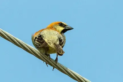 عکس گنجشک نر و ماده