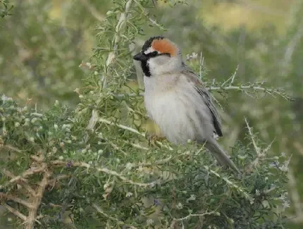  عکس گنجشک واقعی