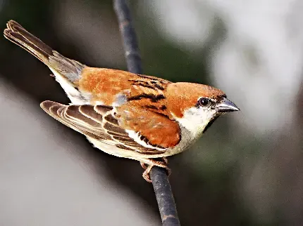  عکس گنجشک واقعی