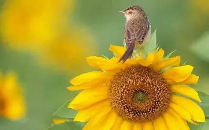  عکس گنجشک واقعی