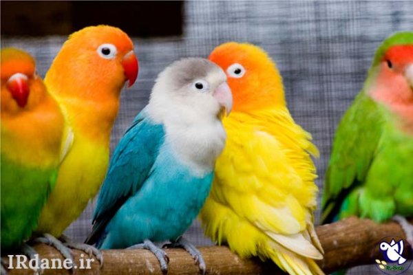 عکس پرنده زیبا