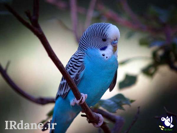  عکس پرنده زیبا
