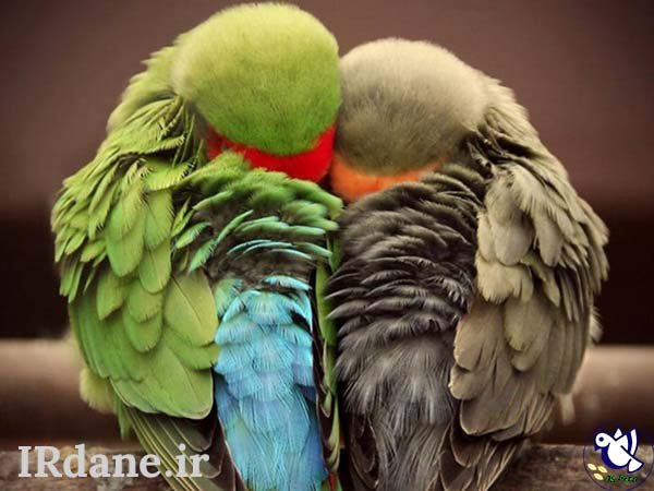  عکس پرنده زیبا