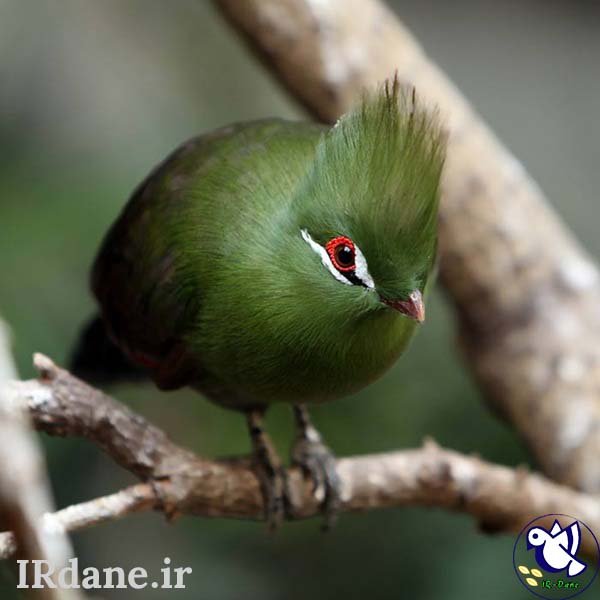  عکس پرنده زیبا