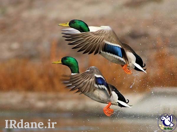  عکس پرنده زیبا