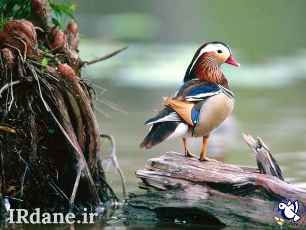  عکس پرنده زیبا