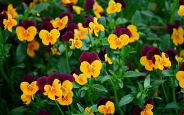  عکس برای دسکتاپ با کیفیت بالا