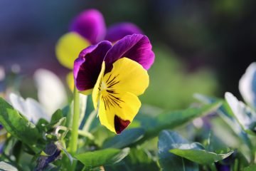  عکس برای دسکتاپ با کیفیت بالا