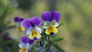  عکس برای دسکتاپ با کیفیت بالا
