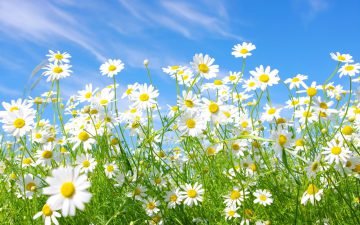  دانلود والپیپر با کیفیت 4k برای اندروید