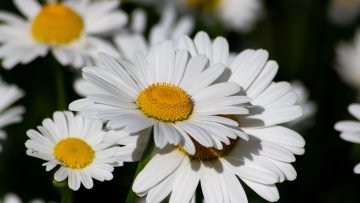  دانلود والپیپر با کیفیت 4k برای اندروید