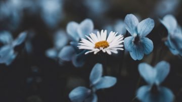  دانلود والپیپر با کیفیت 4k برای اندروید