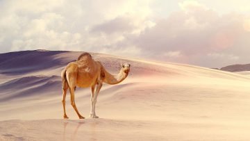  دانلود والپیپر با کیفیت 4k برای اندروید