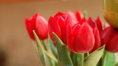  عکس با کیفیت بالا برای کامپیوتر
