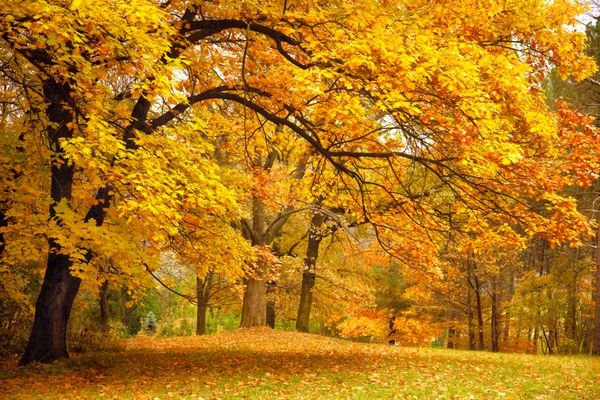 عکس درخت چنار در پاییز