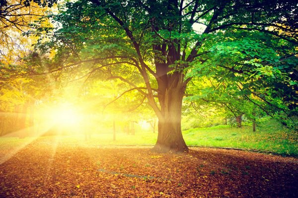  عکس درخت چنار در پاییز