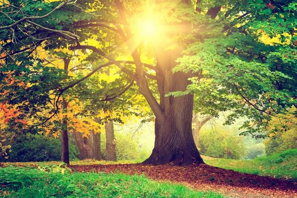  عکس درخت چنار در پاییز