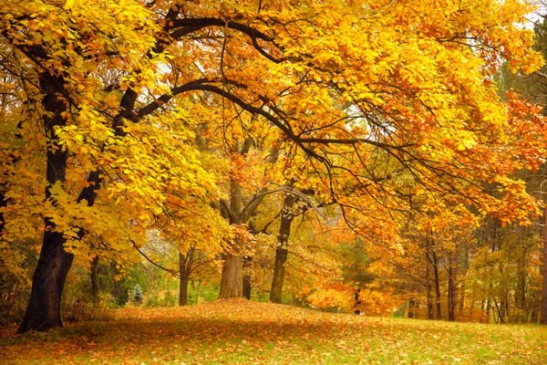  عکس درخت چنار در پاییز