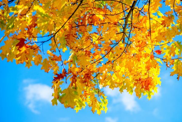  عکس درخت چنار در پاییز